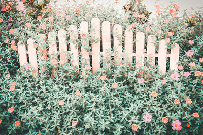 Low angle view of flowering plants on field