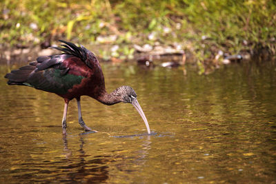 Birds in a lake