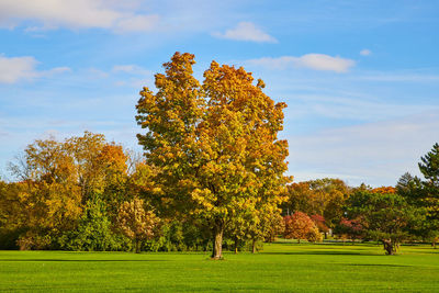 Trees on field against sky