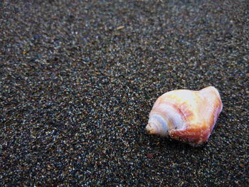 Close-up of seashell on sand at beach