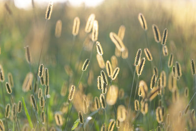 Outdoor grass stalks lit from behind with warm sunset light. enchanting moment of summer.