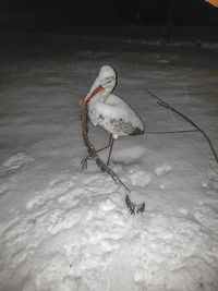 Bird perching on snow