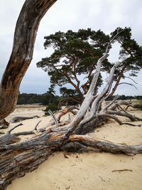 Driftwood on tree trunk against sky