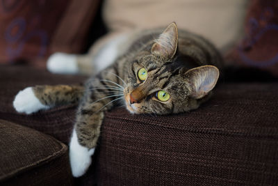 Close-up portrait of cat lying on sofa