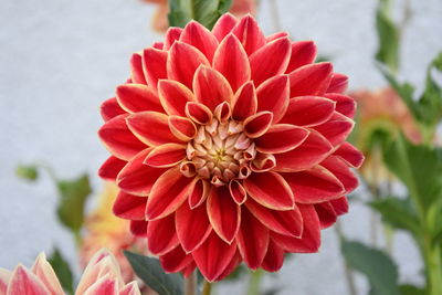 Close-up of red flower