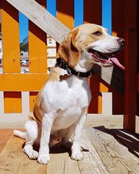 Dog looking away while standing on wooden table