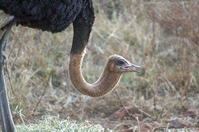 A common ostrich in south africa