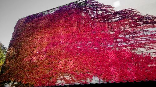 Low angle view of pink tree against sky
