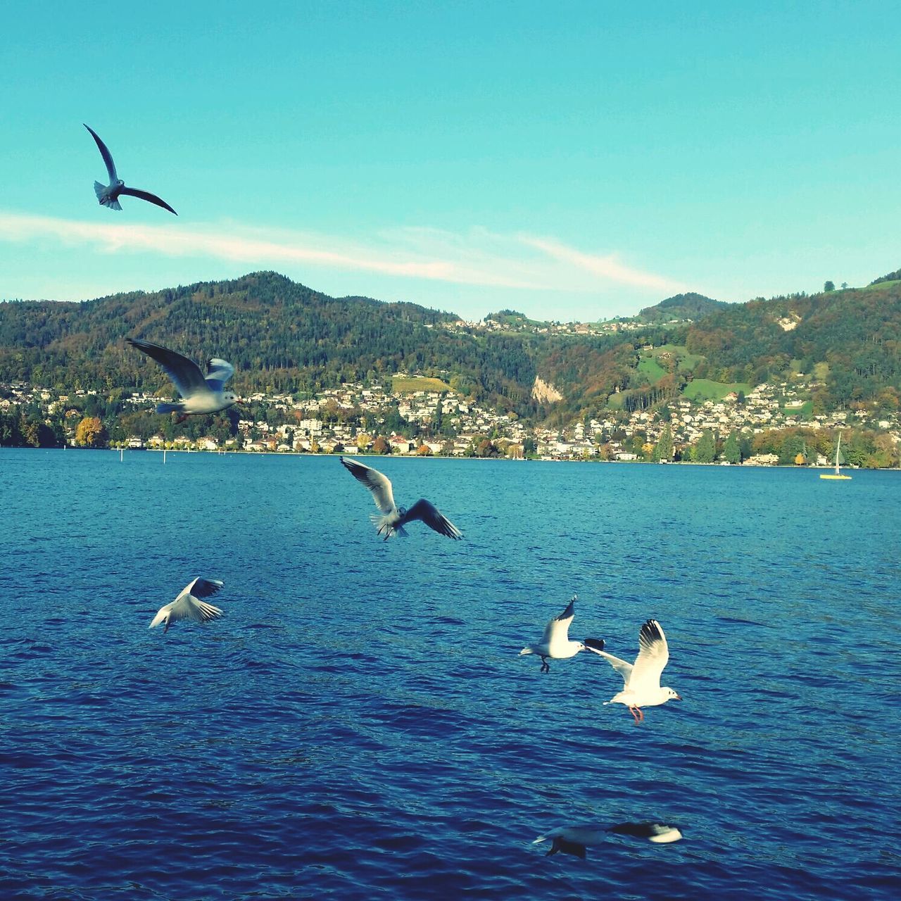 flying, bird, animal themes, water, sea, animals in the wild, wildlife, seagull, spread wings, mountain, mid-air, waterfront, blue, sky, nature, scenics, mountain range, beauty in nature, building exterior, one animal