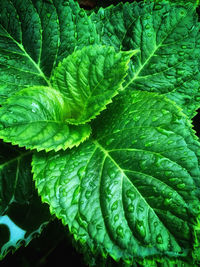 Full frame shot of green leaves