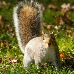 Portrait of squirrel on field