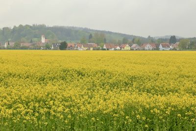 rapeseed