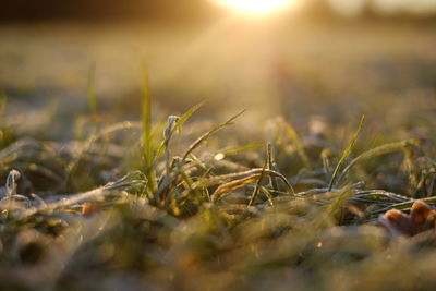 Close-up of plants growing on field