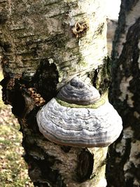 Close-up of tree trunk