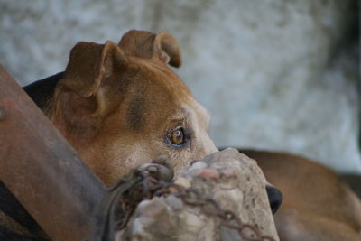 Close-up of a dog