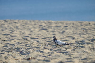 Bird on beach