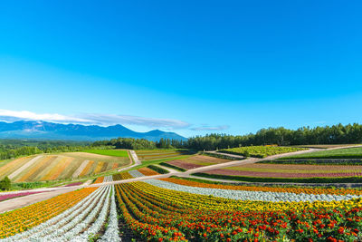 Scenic view of agricultural field against blue sky