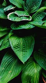 Full frame shot of fresh green plant