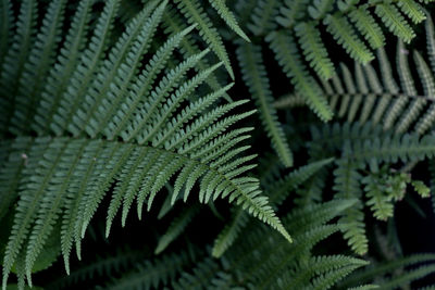 Full frame shot of fern