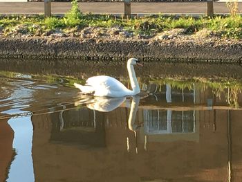 Bird in lake