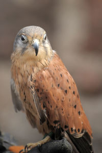 Close-up portrait of owl