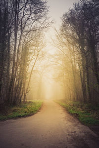 Dirt road amidst trees in forest