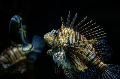 Lion fish in a tank aquarium at pairi daiza belgium