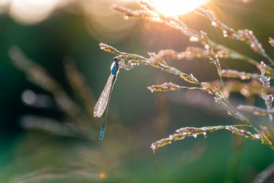 Drangonfly at sunset