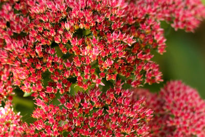 Close-up of red flowering plants