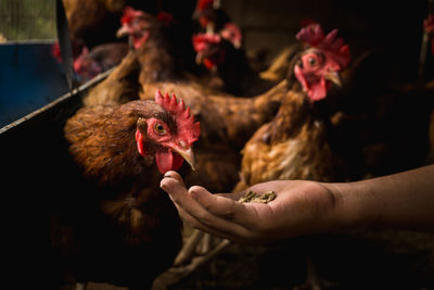 Cropped hand feeding chickens at farm