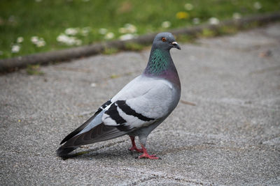 Close-up of pigeon perching on land