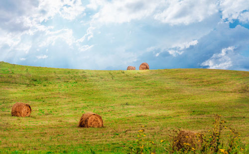 Hay bales in a field