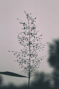 Silhouette tree against sky