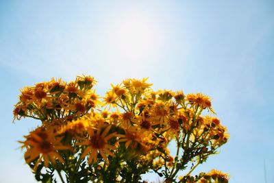 Low angle view of yellow tree against sky