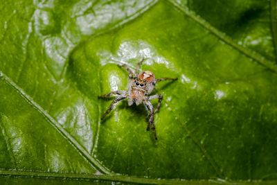 Close-up of spider on leaf