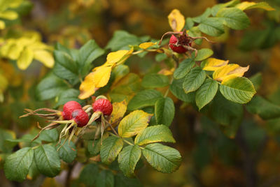 Close-up of red flowers