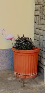 Potted plant against wall