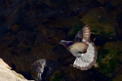 Bird flying over water