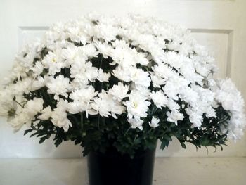 Close-up of flowers in vase