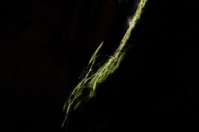 Close-up of water against black background