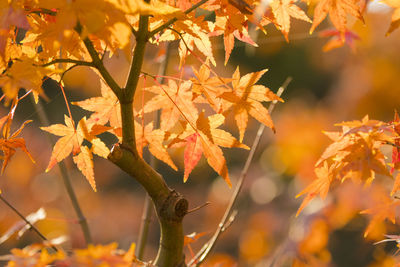 Close-up of maple leaves on tree