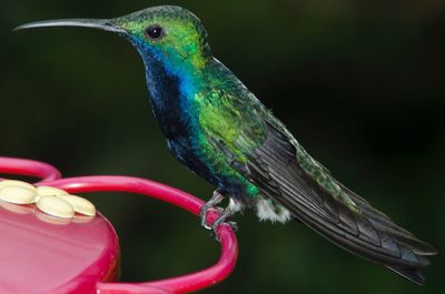 Close-up of bird perching on feeder