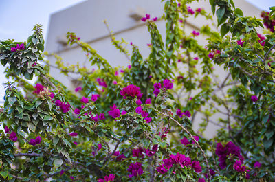 Close-up of pink flowers blooming outdoors