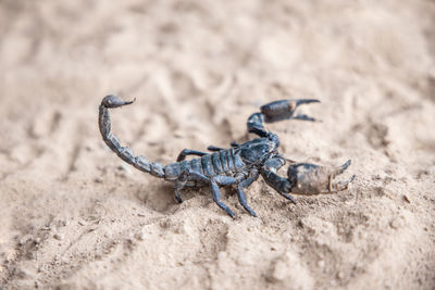 Close-up of insect on sand