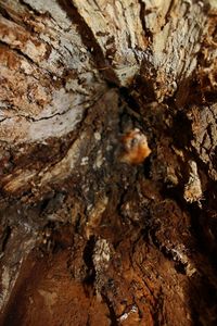 Close-up of tree trunk