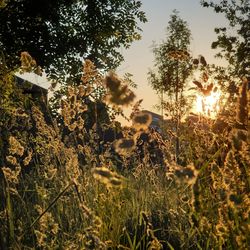 Plants and trees on field against sky during sunset