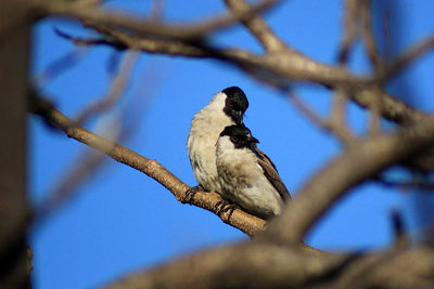 Low angle view of bird perching on tree against sky