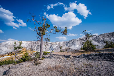 Plants growing on land against blue sky