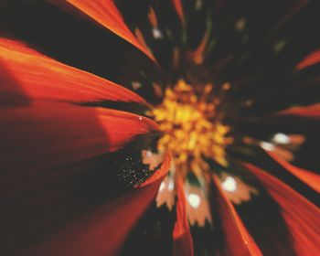 Close-up of red flower at night