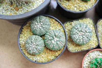 High angle view of cactus in pot on table